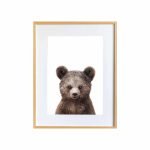 Paul the Bear