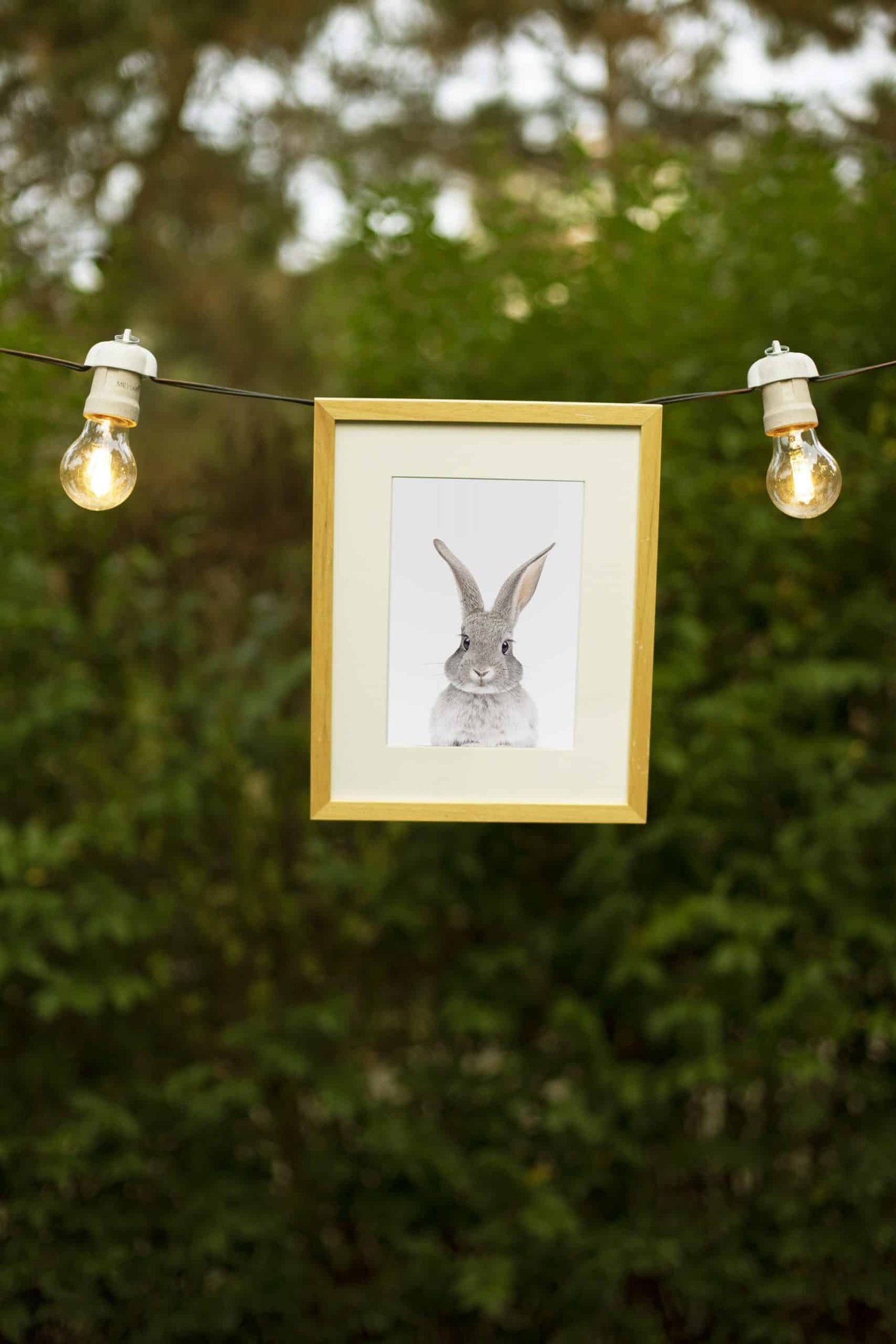1 Poppy The Rabbit - Image 3