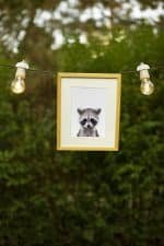 Jerry the Racoon - Image 3