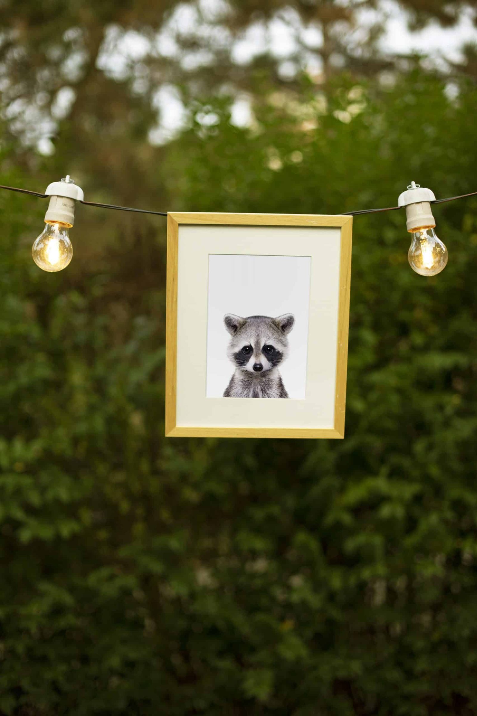 3 Jerry the Racoon - Image 3