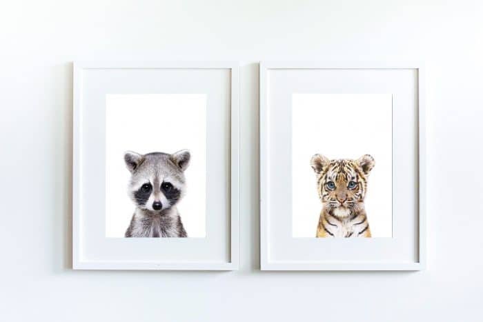 Jerry the Racoon - Image 10