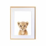 Maicy the Tiger