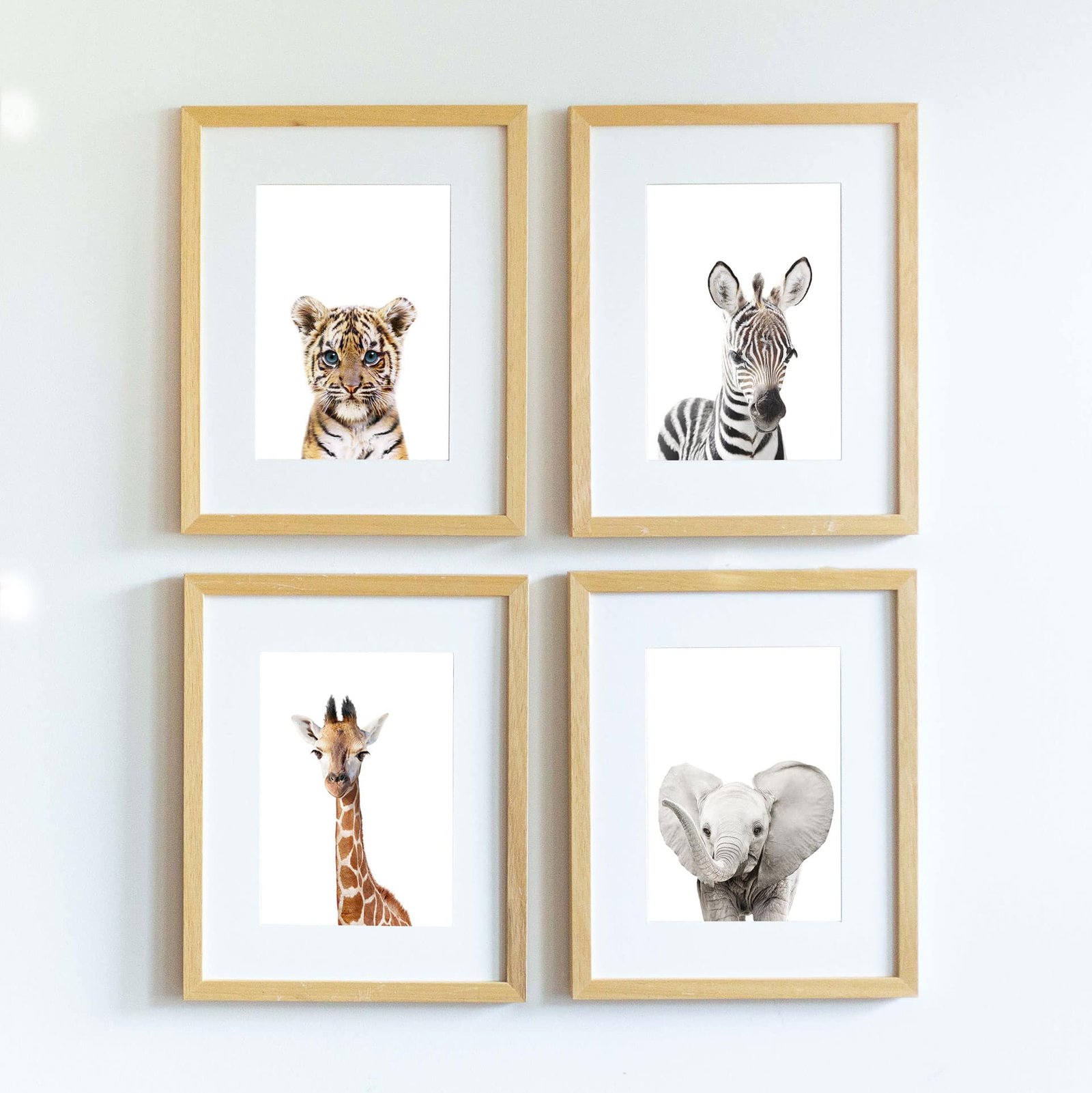 5-6-7-8- Tacho the Zebra - Image 6