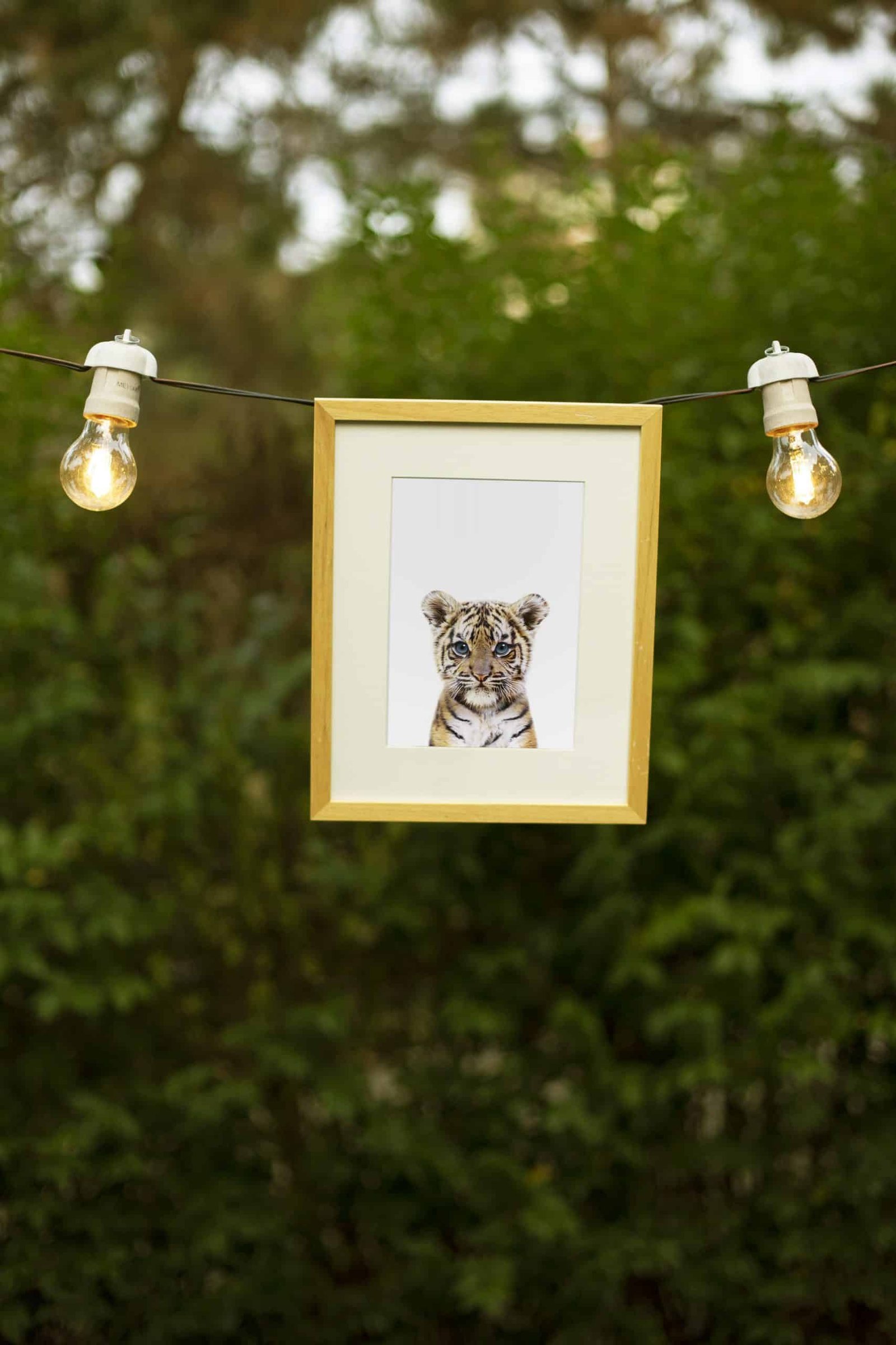 5 Maicy the Tiger - Image 2