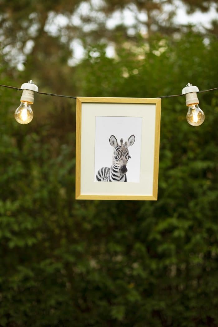 Tacho the Zebra - Image 2