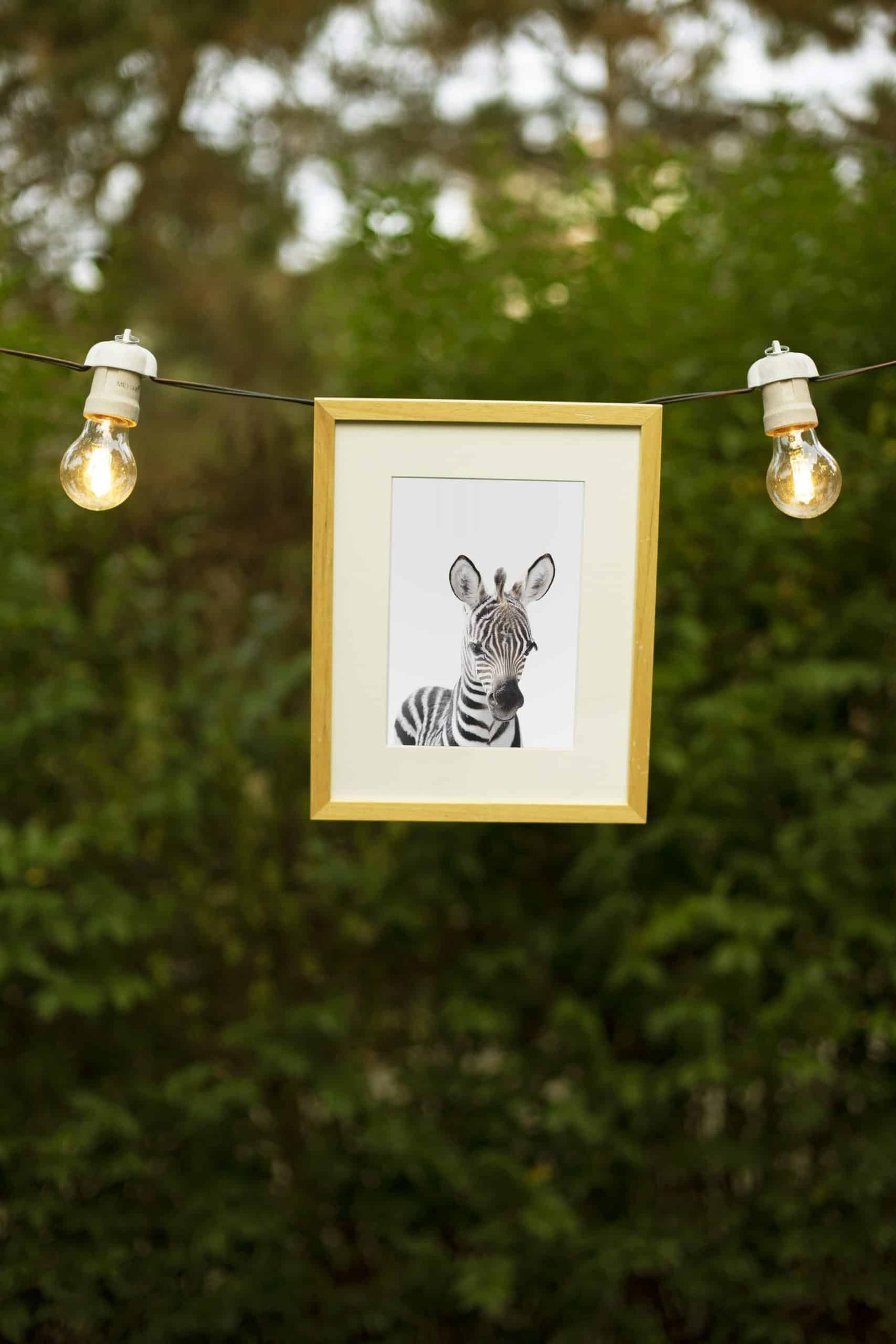 6 Tacho the Zebra - Image 2