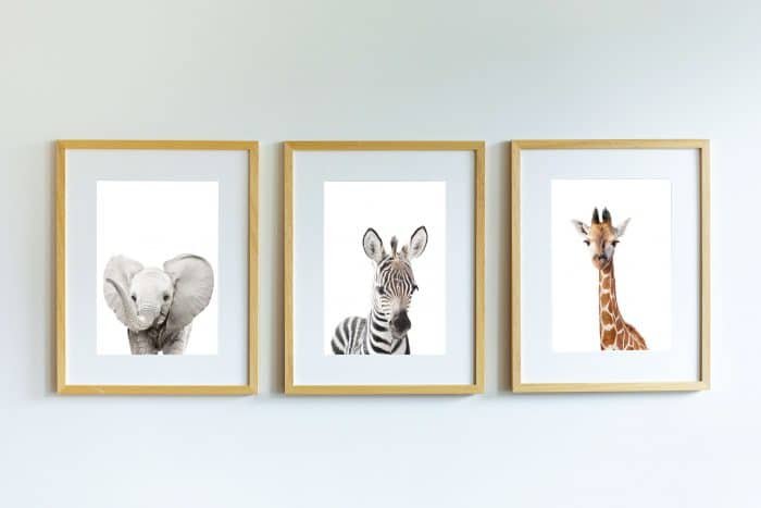 Tacho the Zebra - Image 5