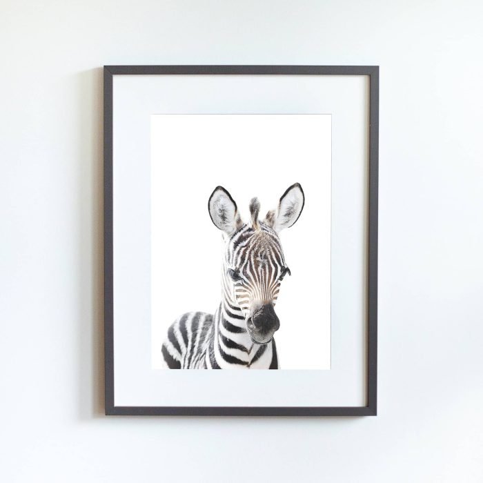 Tacho the Zebra - Image 8