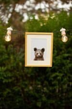 Paul the Bear - Image 2