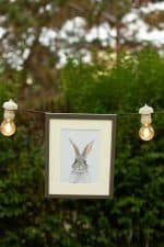 Poppy The Rabbit - Image 4