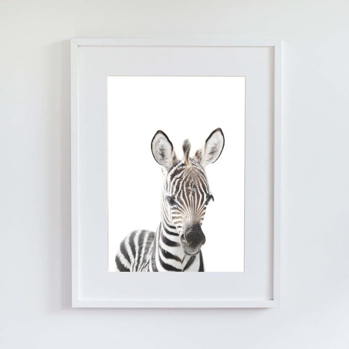 Tacho the Zebra - Image 9