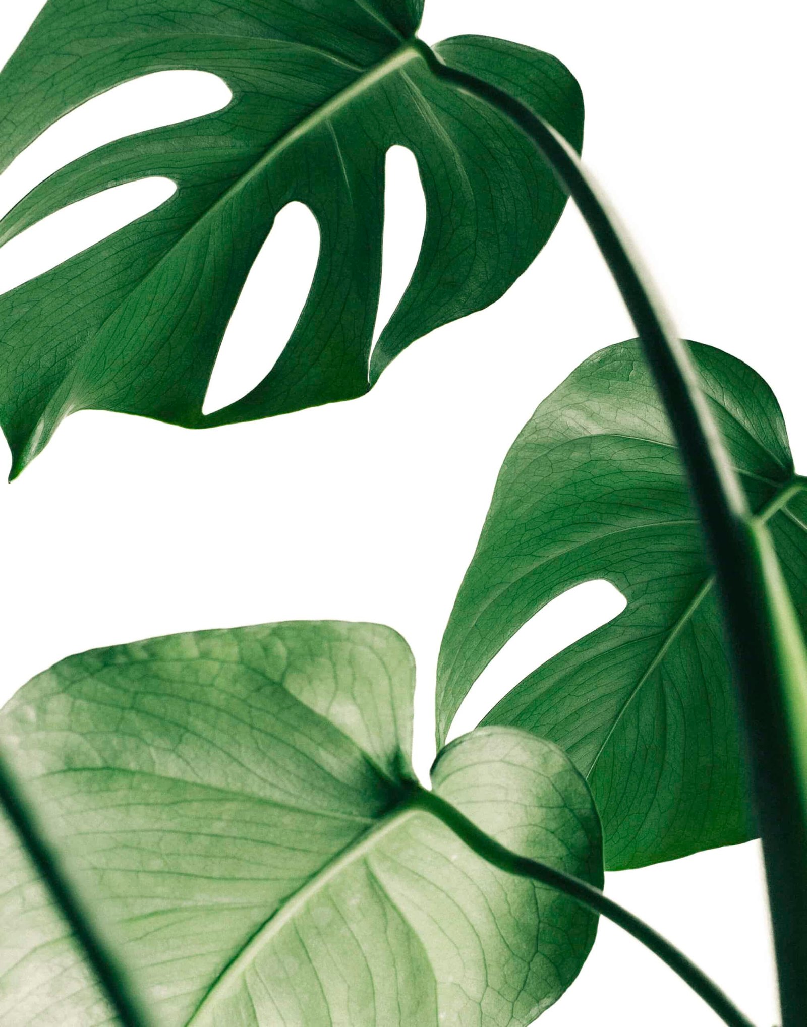 Tropical Leaf Tropical Leaf - Image 2